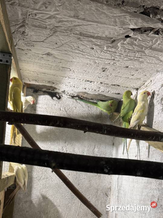 Aleksandretty obrożna likwidacja Pszczyna sprzedam