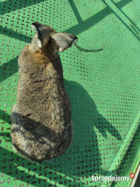 Duża samica Mieszaniec mazowieckie Jasieniec