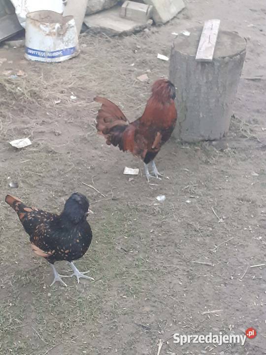 Para czubatek polskich Frysztak