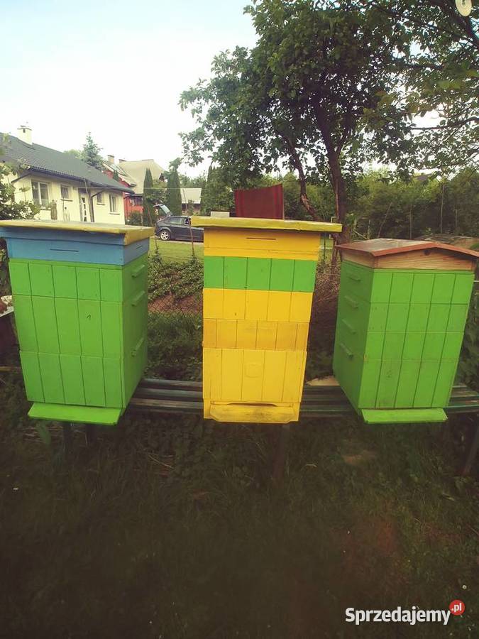 Ule wielkopolskie Brzozów