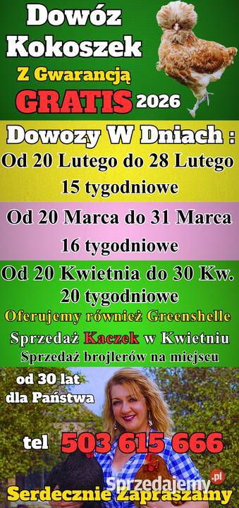 Kokoszk z GWARANCJĄ Dowóz Ferma Drobiu Ładna 97A Świebodzin