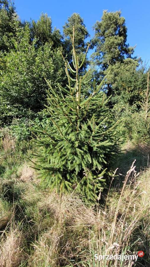 Świerk choinki Boże Narodzenie Kalisz