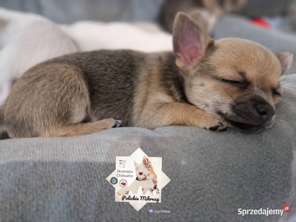 Cudowna suczka krótkowłosa chihuaha Chihuahua Chihuahua zachodniopomorskie Szczecin
