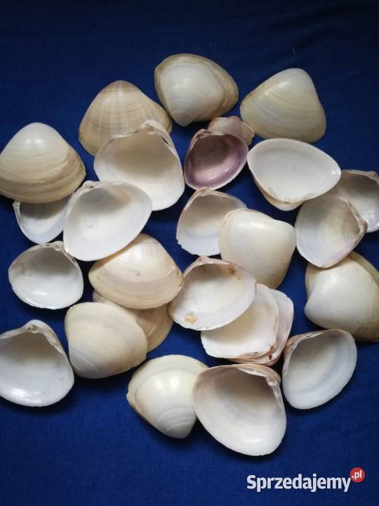 Muszlemuszelki naturalne 25Średnica jednej