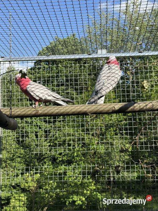 Kakadu Rózowe para Ptaki Połomia