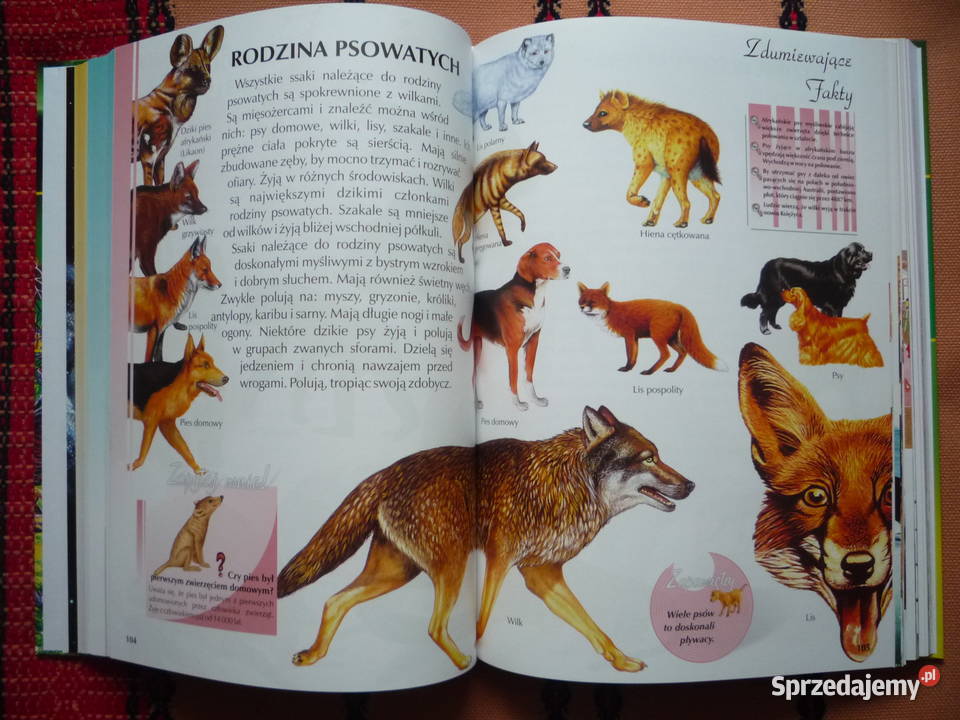 NOWA Encyklopedia Poznaję świat Barwne Szczecin