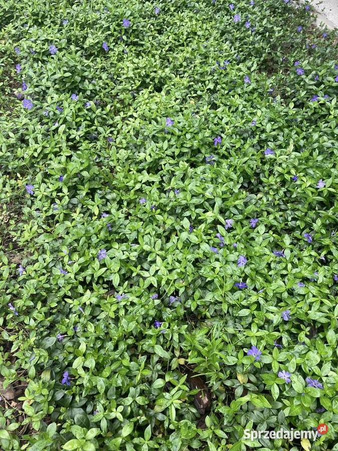 Barwinek pospolity Duże sadzonki