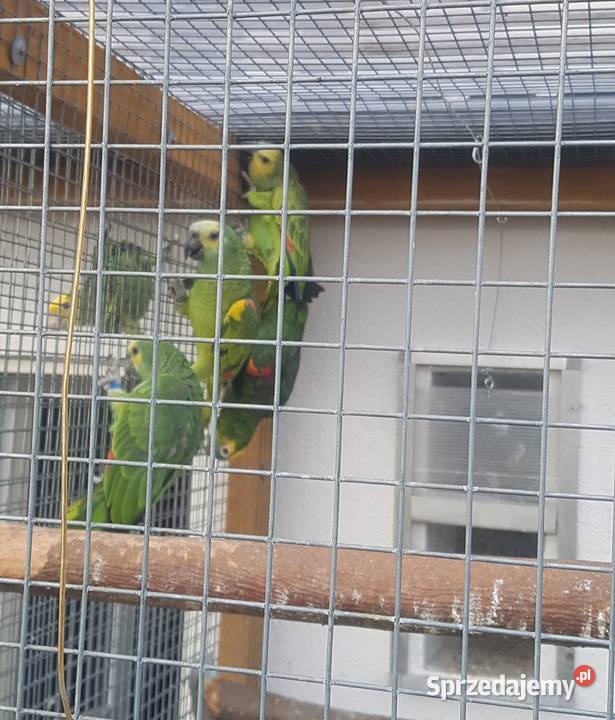 Amazonka niebieskoczelna śląskie Bystra sprzedam