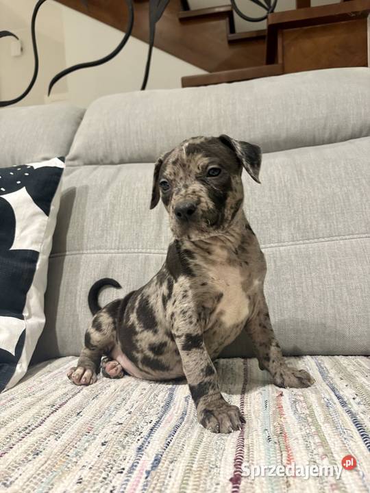 Amstaff Merle Grodzisk Wielkopolski sprzedam