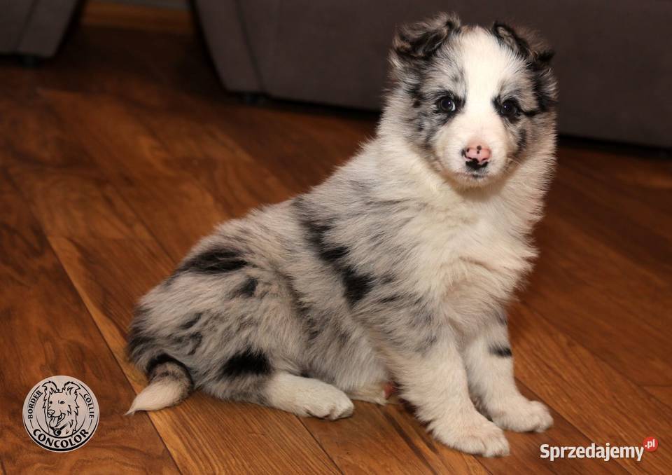 Border Collie coli szczeniak Blue Merle badania Radom sprzedam