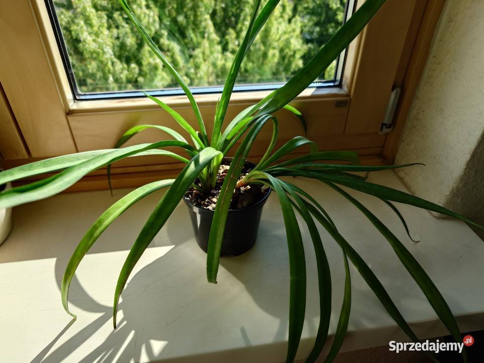 Sansevieria parva Kenya Hyacinth duża