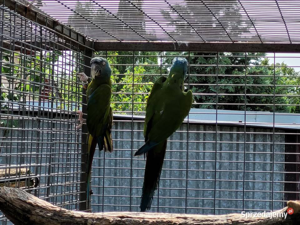 Ara Ary koloni Coloni Para 2014r wielkopolskie Niepruszewo