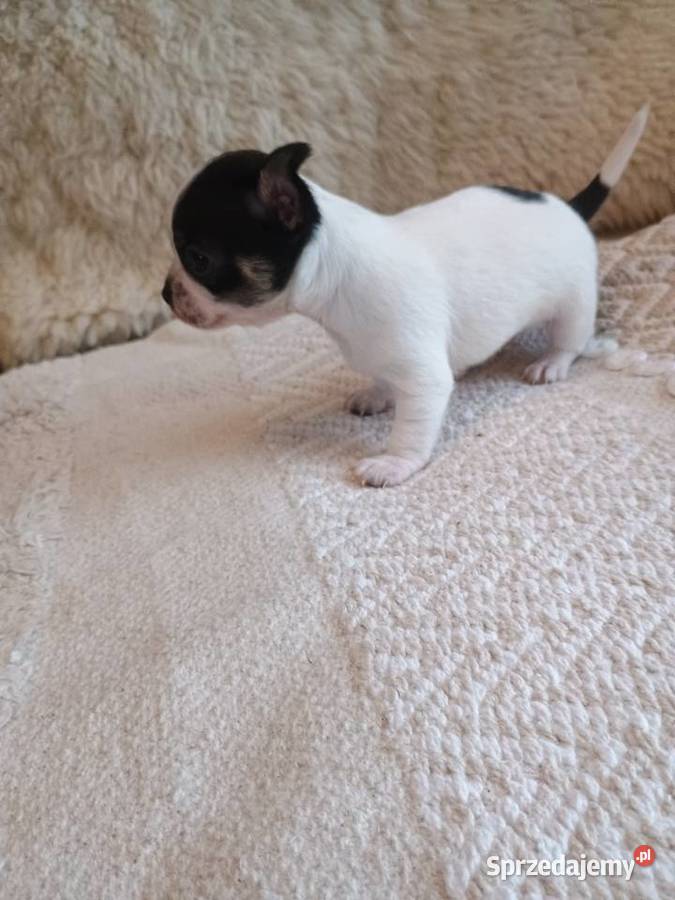 Chihuahua chłopiec DOLAR Chihuahua łódzkie Kleszczów