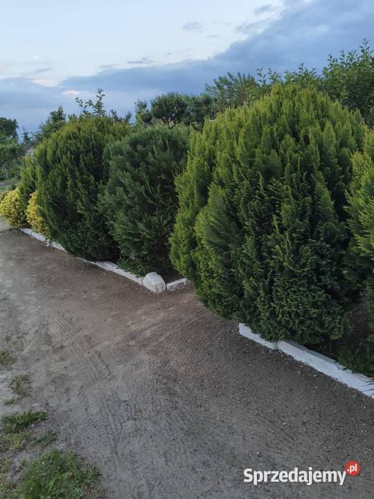 Działka rekreacyjna wielkopolskie Krotoszyn