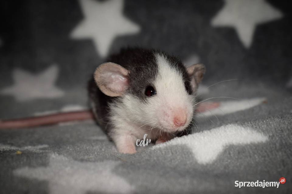 Szczurki szczury szczur dumbo dolnośląskie Wrocław