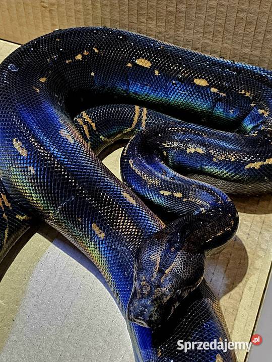 Boa dusiciel odmiana IMG Poznań