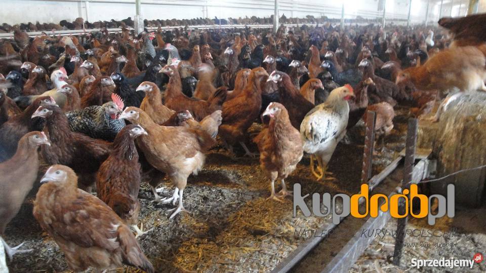 KURY Nioski ROSA 14 i 12 tyg Piękne Uczciwy wiek Żuromin