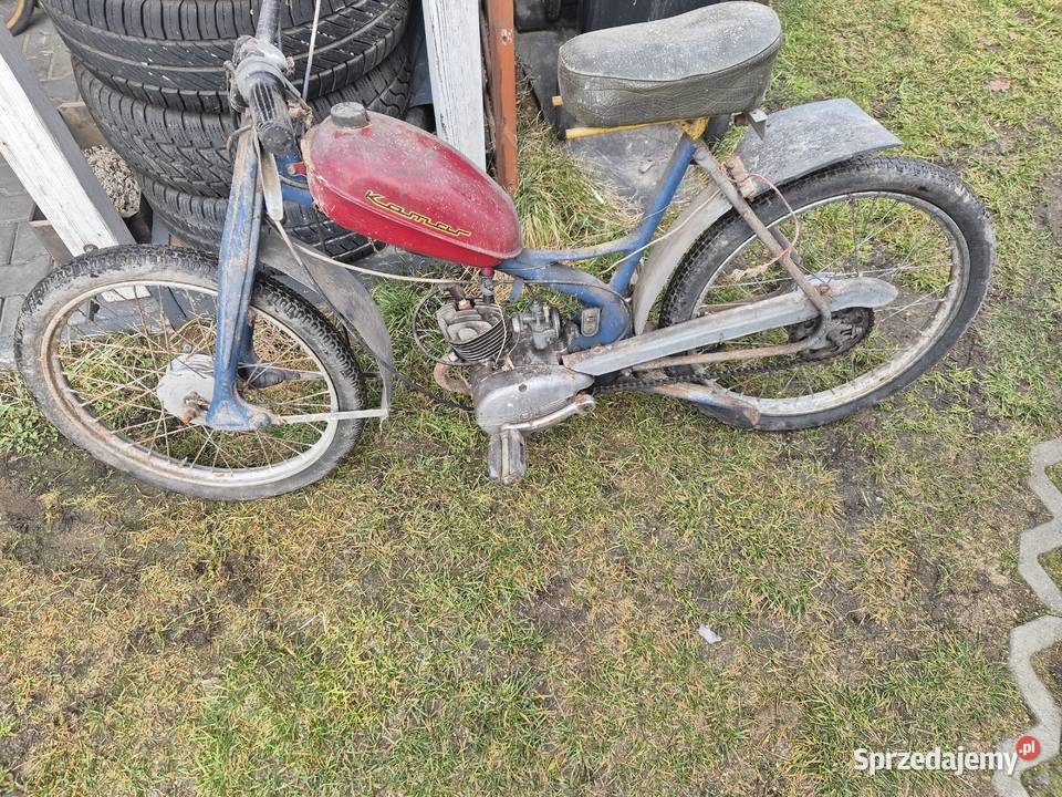 Komar sztywniak Jaworzno