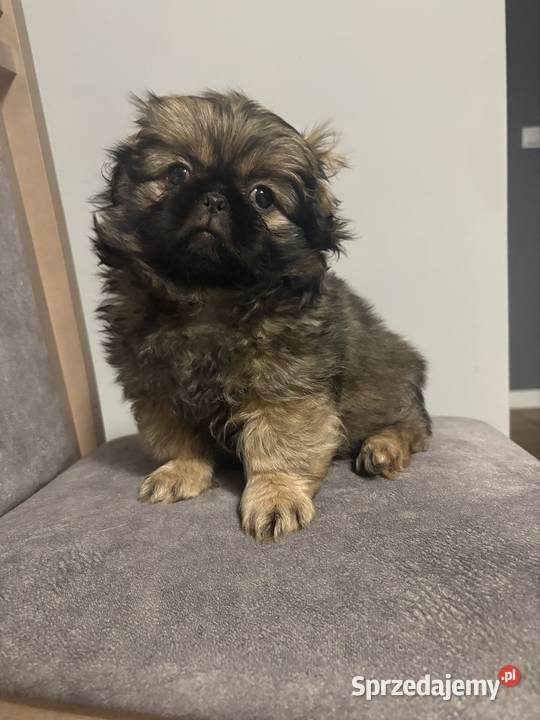 Suczka pekińczyk Lipsko