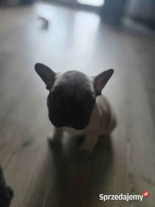 Buldog Francuski Suczka Spokojny Charakter Łódź