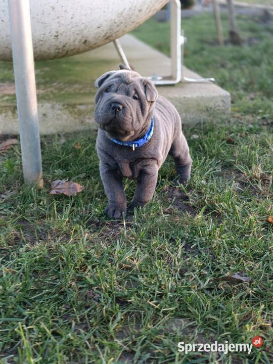 Szczenięta shar pei rodowód mazowieckie Wyszków
