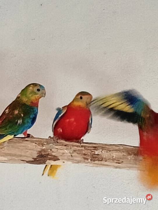 Łąkówka turkusowa opalowa