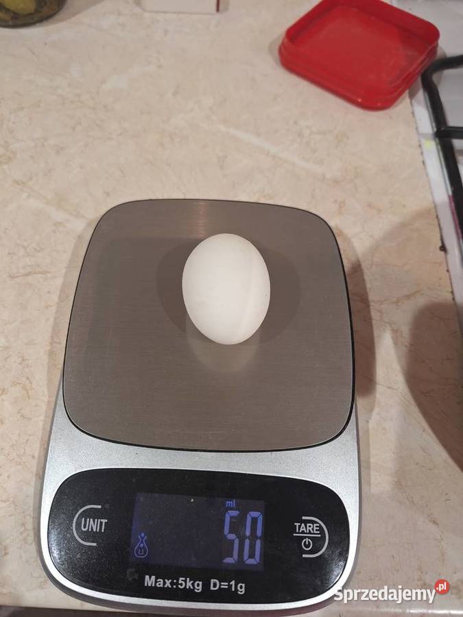 Jajka mlodych kurek Pozostałe kujawsko-pomorskie Dubielno