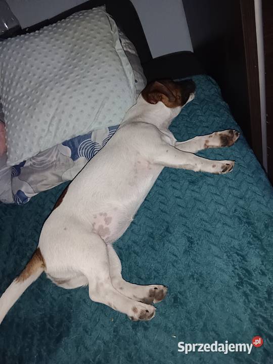 Suczka Jack Russell Terrier Koźle sprzedam