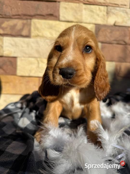 Śliczny piesek Cocker Spaniel Angielki Gold z małopolskie Kraków