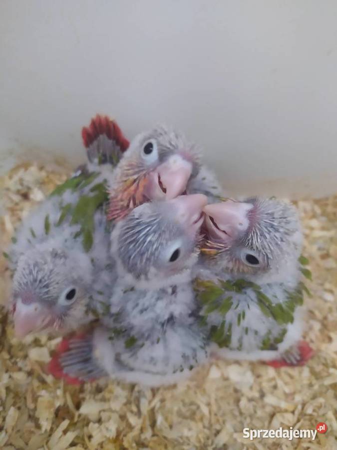 Papugi rudosterki ręcznie karmione Tychy