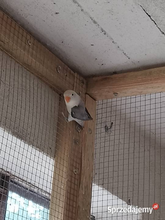 Młode nierozłączki Fischera Łask sprzedam