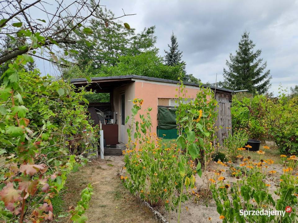 Działka ROD Złote Piaski Glinno k Nowego Tomyśla Nowy Tomyśl sprzedam