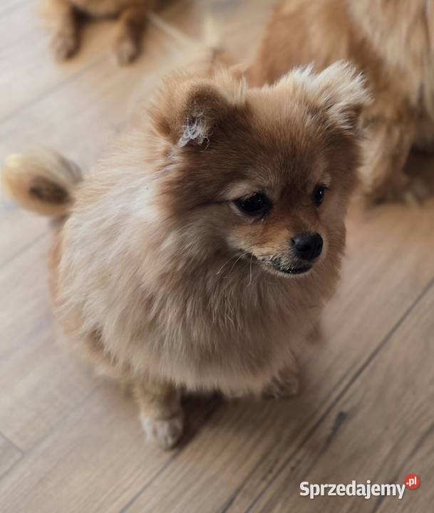 Pomeranian suczka szpic miniaturowy zkwp FCI Piątkowisko
