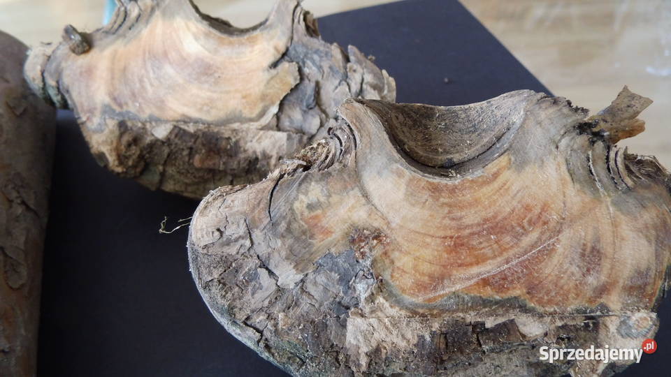 Noże Okładziny KapCzeczota Drewno Radzewice sprzedam