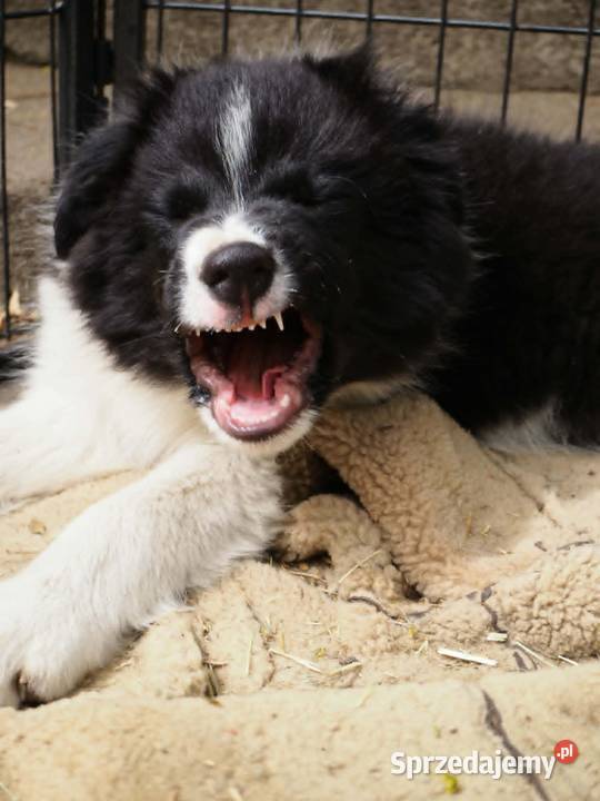 Hodowla FCI oferuje szczenięta border collie Milanówek