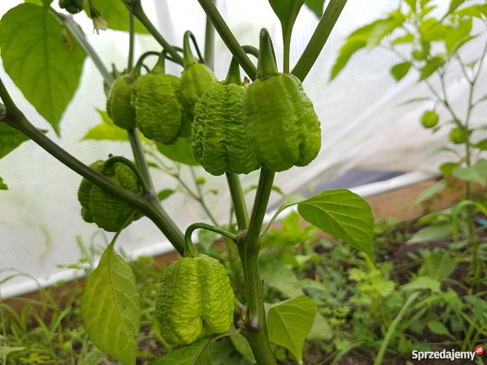 Sadzonki chili Carolina Reaper lubelskie
