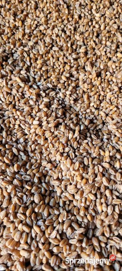 Pszenica bilanz owies bingo Poganica
