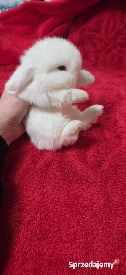 Króliczki Mini Lop Miejska Górka
