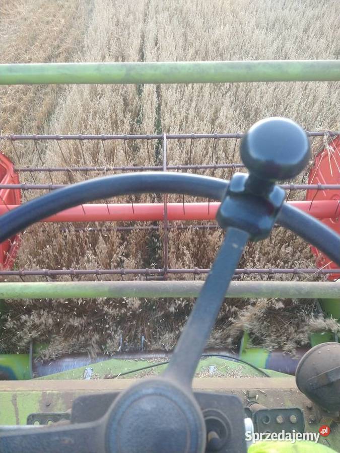 Zboże owies pszenżyto żyto