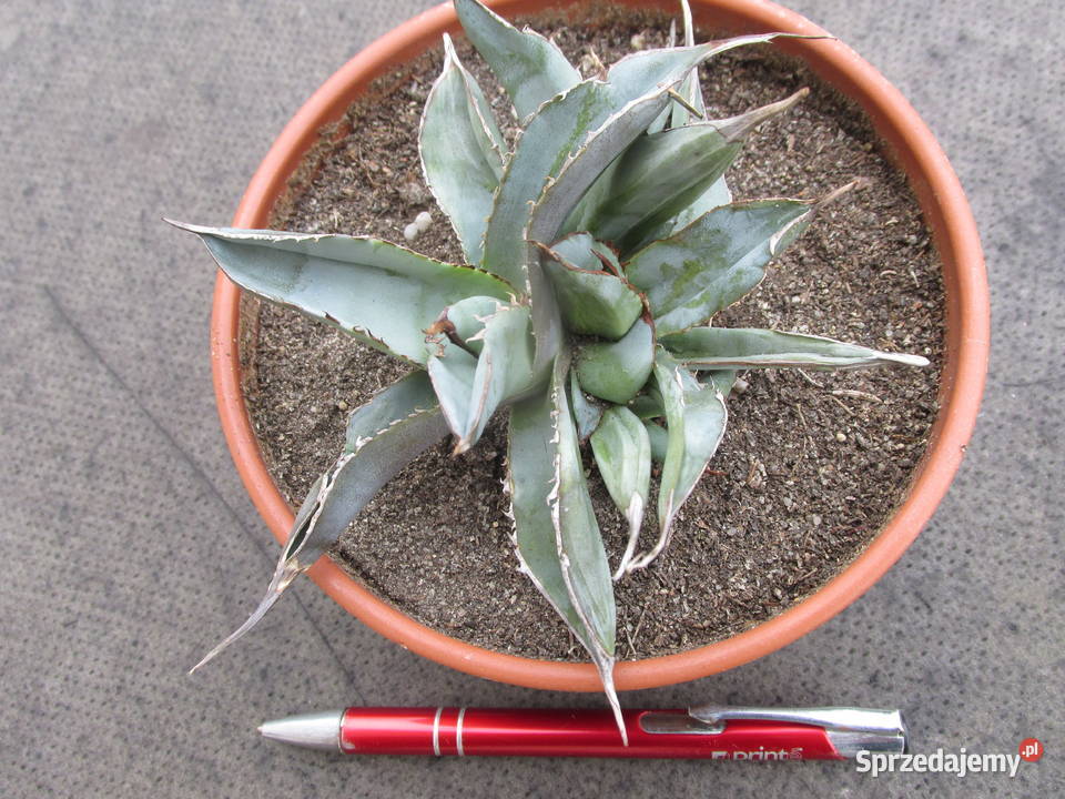 Unikatowa miniaturowa agawa agave titanota Kraków