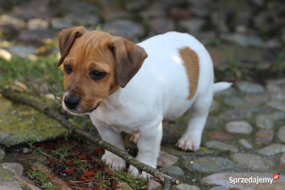 Jack Russell Terrier krótkowłosy małopolskie Delastowice