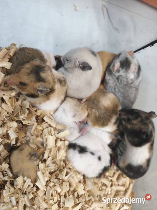 Chomiki syryjskie Swarzędz