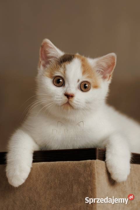 British Shorthair Kotka Chocolate Tortie