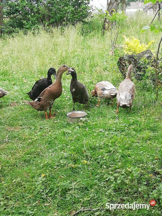 Sprzedam kaczki bieguski Ptaki