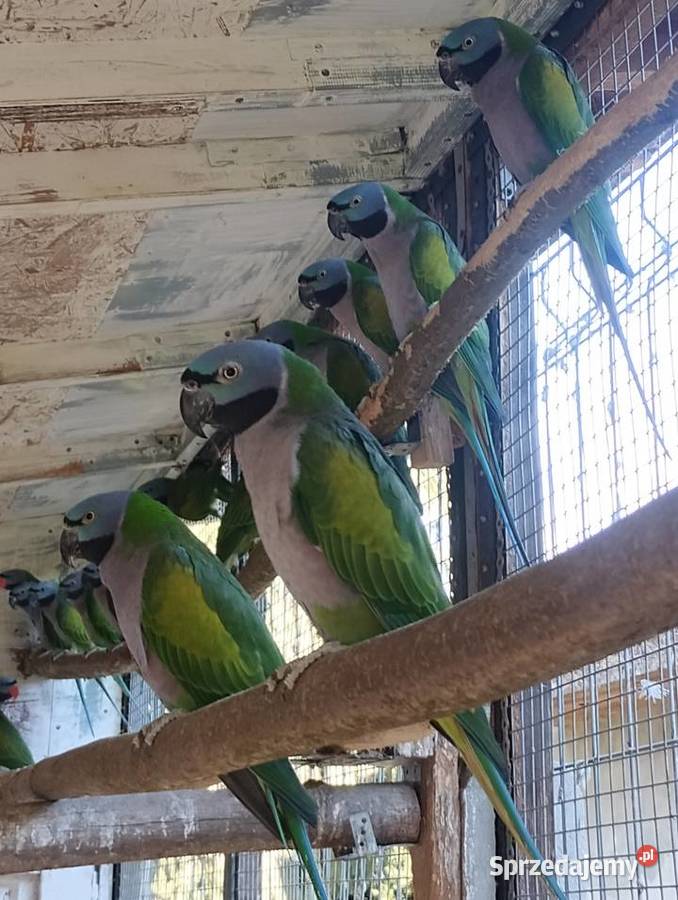 Papugi Aleksandretty Chińskie dolnośląskie Oleśnica