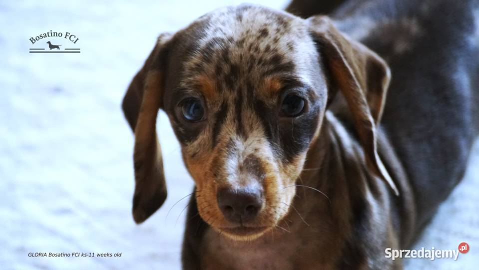 Jamnik krótkowłosy króliczymin ZKwPFCI