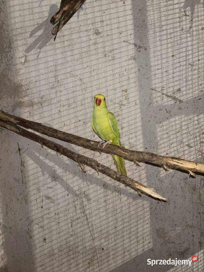 Papugi małopolskie Gdów