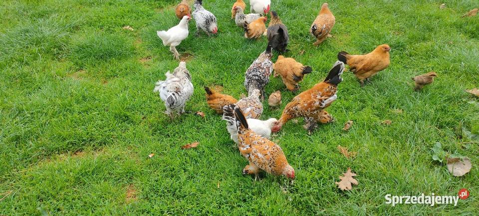 Kury karzełki liliputki Tokarówka