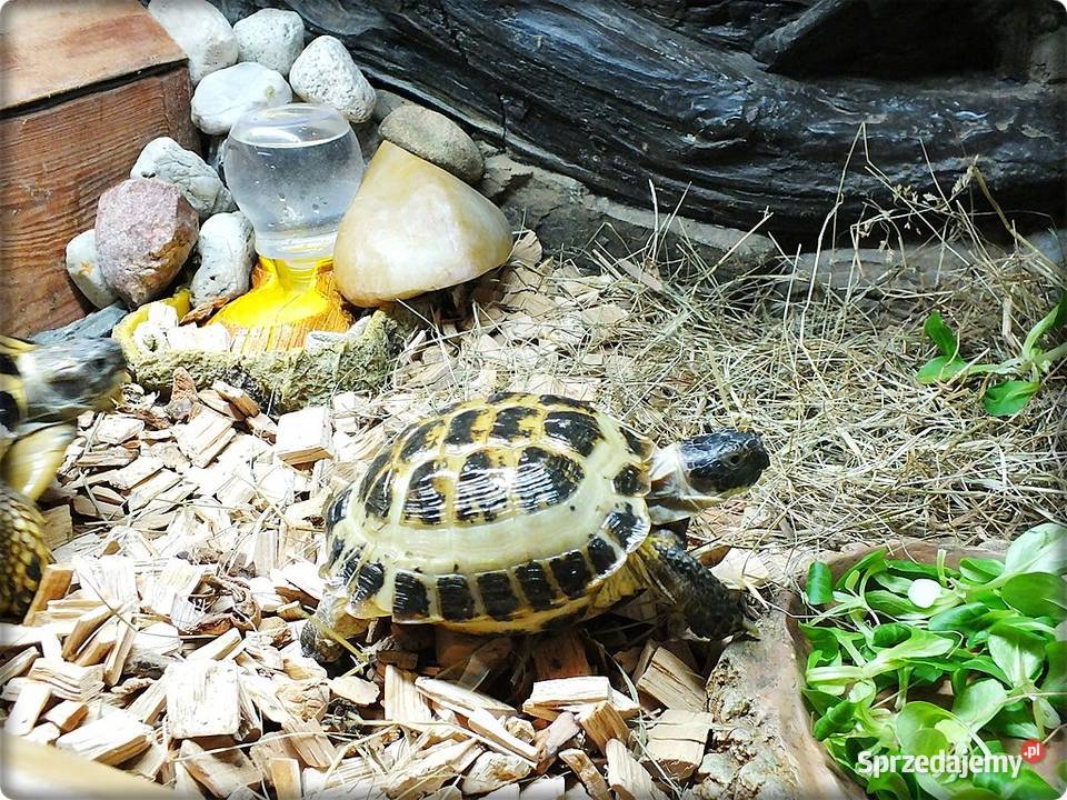Żółw Grecki i Żółw Stepowy razem osobno Sprzedam Lubsko
