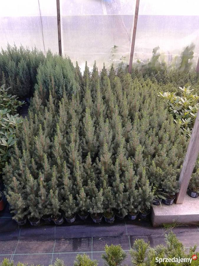 krzewy ozdobne sadzonki brabant szmaragd danica Siedlce sprzedam
